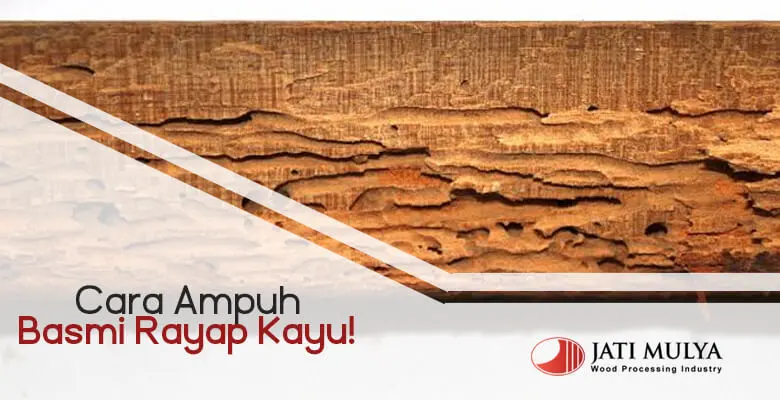 Cara Ampuh Basmi Rayap Kayu!
