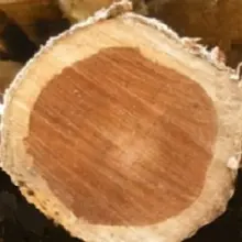 Cara Pintar Memilih Kayu Jati Berkualitas