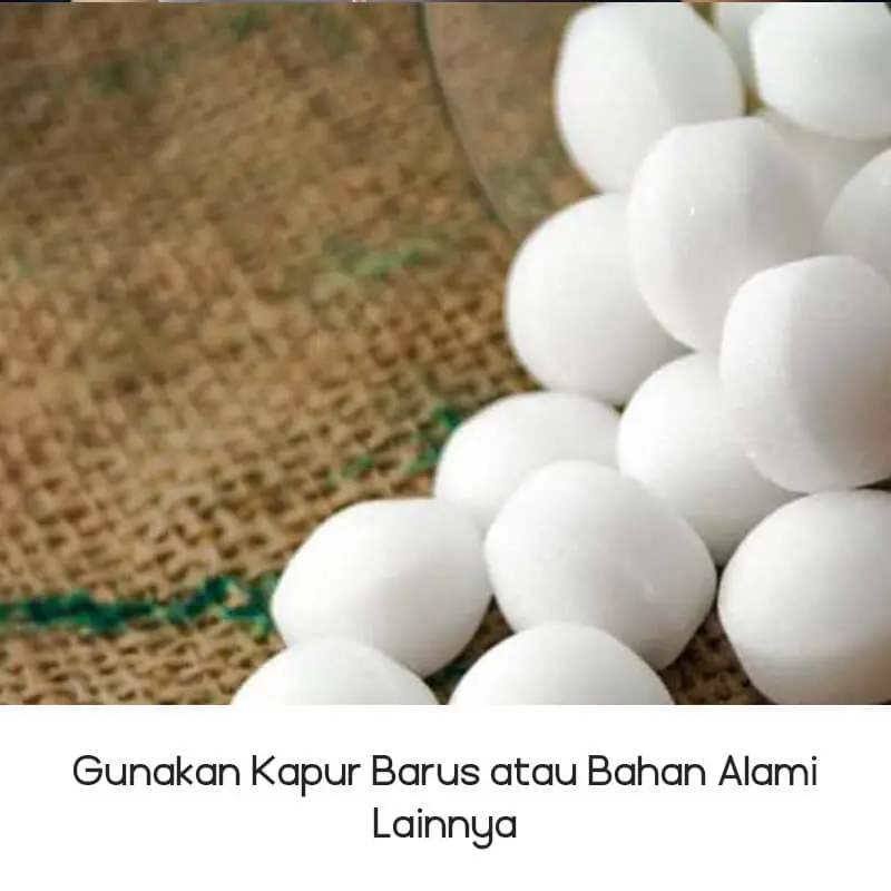 Gunakan kapur barus atau bahan alami lainnya