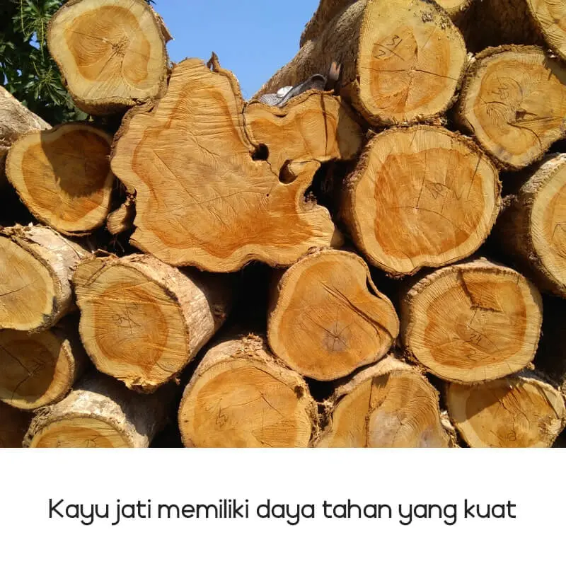 Kayu jati memiliki daya tahan yang kuat 