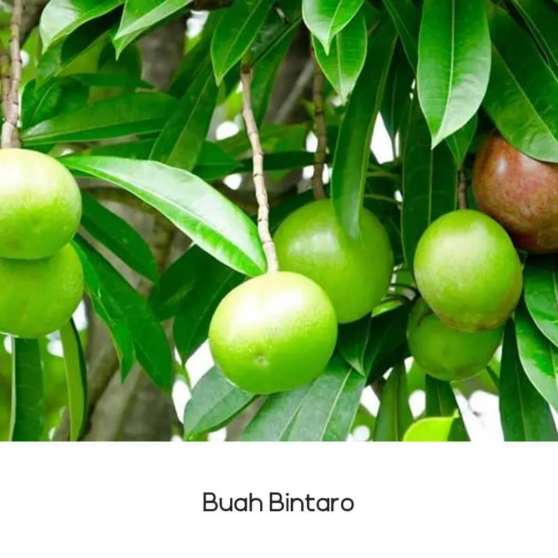 Buah Bintaro