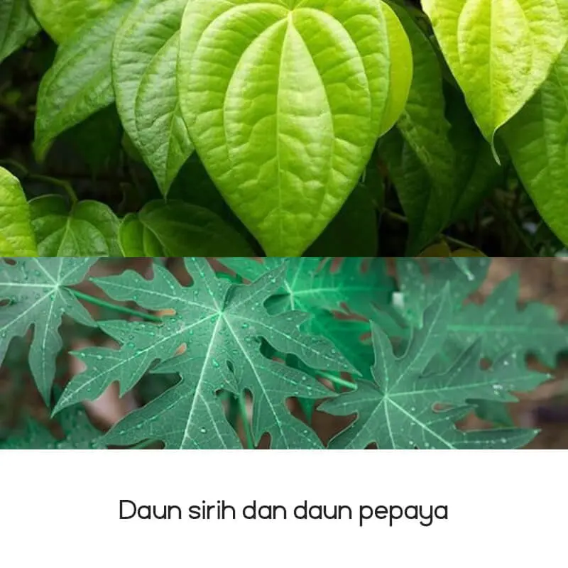 Daun Sirih dan Daun Pepaya