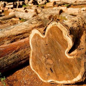 Jenis Kayu yang Cocok untuk Lantai Rumah