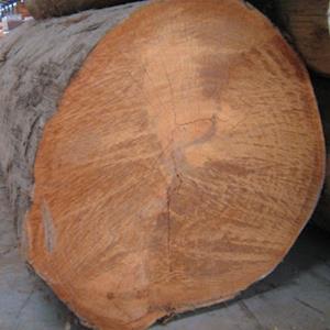 Jenis Kayu yang Cocok untuk Lantai Rumah